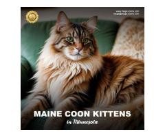 Maine Coon Kittens in Minnesota: Healthy, Socialized Companions