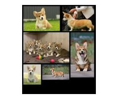 Top Quality Corgi Puppies for Sale in Illinois – Champion Bloodlines!