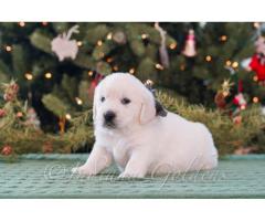 Golden Retriever Indiana: Trusted Breeder Offering Exceptional Family Companions