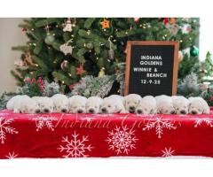 Golden Retriever Indiana: Trusted Breeder Offering Exceptional Family Companions - 2
