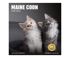 Maine Coon For Sale: Healthy, Purebred Kittens From Trusted Breeders
