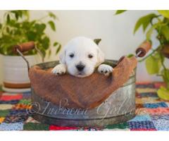 Indiana Golden Retriever Puppies: Healthy, Socialized Dogs Raised with Care