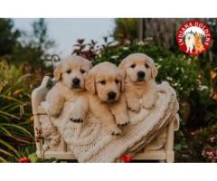 Indiana Golden Retriever Puppies: Healthy, Socialized Dogs Raised with Care - 2