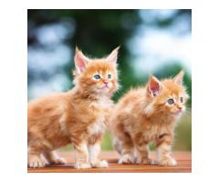 Maine Coon Cats Minnesota: Healthy, Purebred Maine Coon Cats Raised with Care