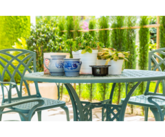 Urban Jungle | Plants in Los Angeles for Homes & Offices