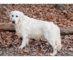 English cream golden retriever puppies for sale: Healthy, Family-Raised Companions from Indiana