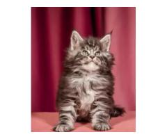 Maine Coon Cats For Sale : Gentle and Healthy Kittens