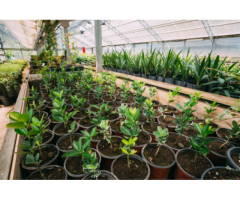 Urban Jungle – Trusted Nurseries in Los Angeles for Healthy Plants