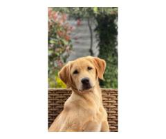 English Golden Retriever: Loyal, Calm Companions from a Classic Bloodline