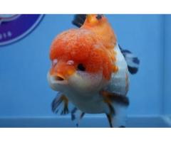 Live Fancy Goldfish for Aquariums