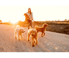 Golden Doodles Good With Babies