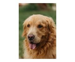 English Cream Golden Retriever Puppies Indiana : Bred Responsibly For Loving Homes