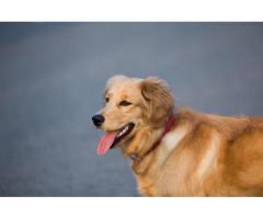 English Cream Golden Retriever :  Perfect and Loyal Companion