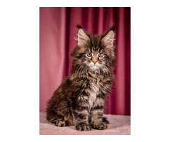 Maine Coon Kittens For Adoption : Find Your Perfect Gentle Giant