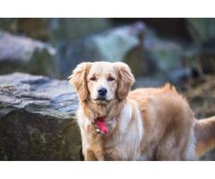 English Cream Golden Retrievers Indiana : A Tradition of Quality