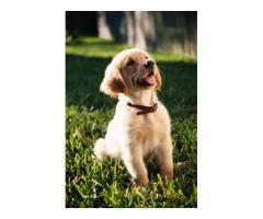 English Golden Retriever Puppies Indiana:  Perfect Family Dogs