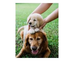 English Retriever Indiana : A Lifelong Companion