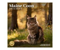 Maine Coon Breeders : Ethical Breeders You Can Trust
