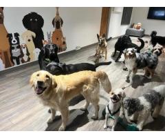 Dog Daycare in Hamilton, Ontario
