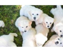 English cream golden retriever puppies: Perfect Loving Companion