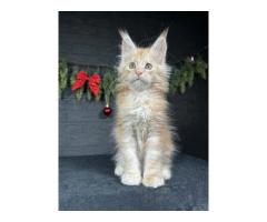 Kittens For Sale in Wisconsin : Healthy Companion For Your Perfect Home