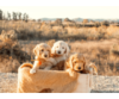 Goldendoodle Ventura County
