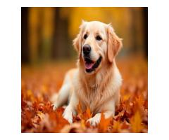 Golden Retriever Breeders Indiana: Find Your Healthy Puppy