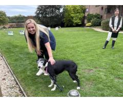 Sheepdog Displays for Corporate Events