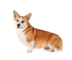 Healthy Pembroke Corgi Puppies Available – Illinois Breeder