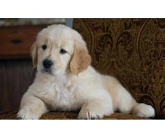Pembroke Welsh Corgi Puppies:  Loving Companions with Big Personalities