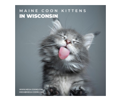 Maine Coon Kittens in Wisconsin: Healthy, Pedigreed Companions for Loving Homes