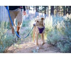 Top-Rated Retractable Dog Leash for Safe and Comfortable Walks