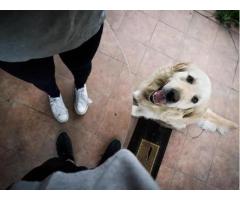 Best Dog Walking Services Near Me for Reliable Pet Care