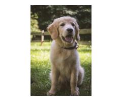 English golden retriever puppies: A Perfect Family Companion