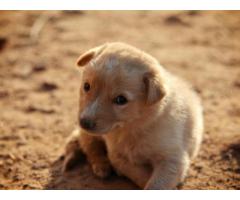Golden Retriever Puppies Nashville: Lifelong Family Companion