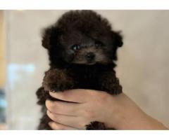 Micro teacup poodle puppies for sale California