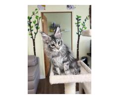 Maine Coon Breeders Minnesota: Find Your Perfect and Healthy Maine Coon
