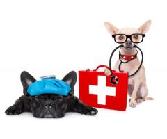 Your Trusted Licensed Pet Pharmacy Canada – Safe, Reliable Pet Medications Delivered