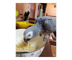 Congo Grey Parrot for Sale – Intelligent & Hand-Raised Companion