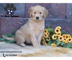 Golden Retriever Puppies for sale: Your Perfect Family Companion