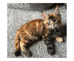 Maine Coon Kittens For Sale Near Wisconsin: Raised with Care at Mega Coons