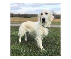 Cream Golden Retriever Puppies: Gentle, Elegant, and Family-Ready Companions