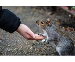 Animal Control Etobicoke
