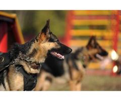 The K9 Coach | Dog Trainer | Puppy and Dog Training Nampa, ID