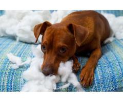 The K9 Coach | Dog Trainer | Puppy and Dog Training Nampa, ID - 2