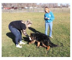 The K9 Coach | Dog Trainer | Puppy and Dog Training Nampa, ID - 3