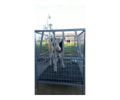 Durable Calf Cage India for Safe and Hygienic Calf Care