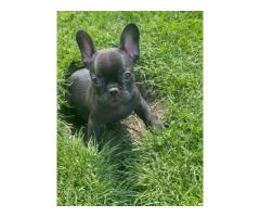 We have adorable French Bulldog puppies