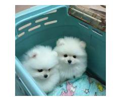 Adorable Pomeranian Puppies