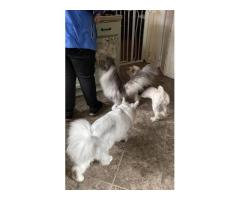 Luna's Mayhem Maincoons | Pet Adoption Service | Pet Breeder Waynesville OH